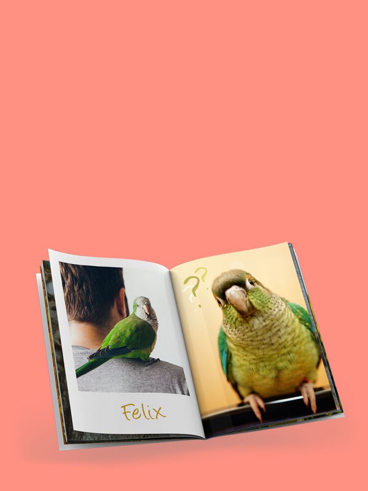 Album ifolor